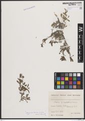 Foto von Salix breviserrata Flod. x Salix retusa L.